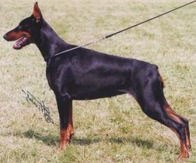 Bruna v. Trokadero | Black Doberman Pinscher