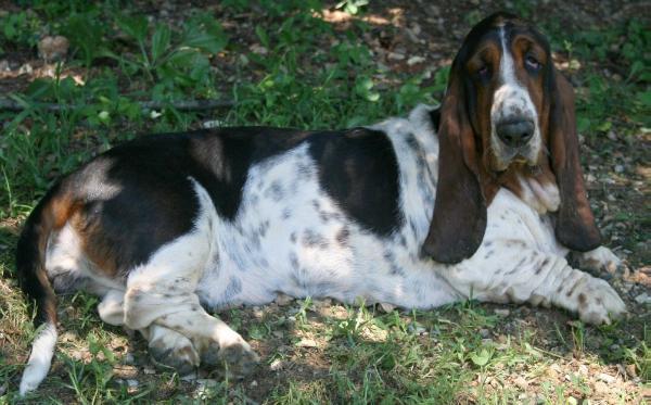 Bianca Orejas Largas | Basset Hound 