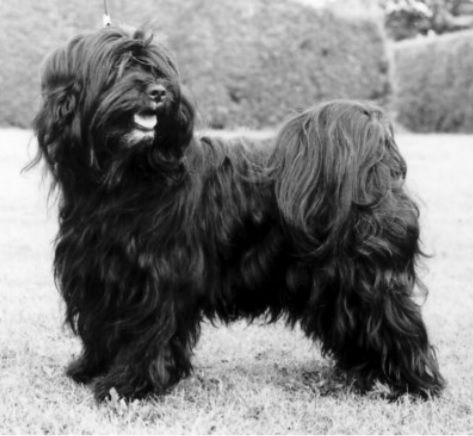 SODERUPS SAKYA | Tibetan Terrier 