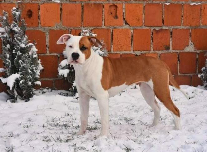 Candy Omen Staff FCI | American Staffordshire Terrier 