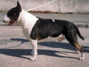 ragtime daidalos  CH INT | Bull Terrier 