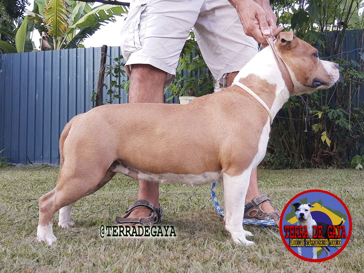 Fyah Daka da Terra de Gaya | American Staffordshire Terrier 