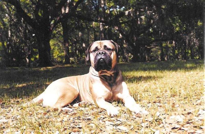 Patriot's Terra O'Gallant Oaks | Bullmastiff 