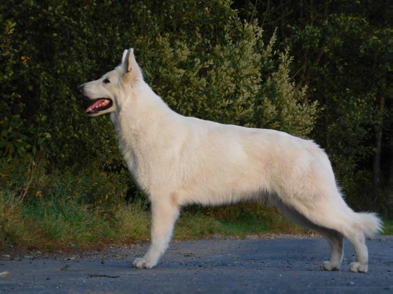 Hope'n Honour von King's Silbertal | White Swiss Shepherd Dog 