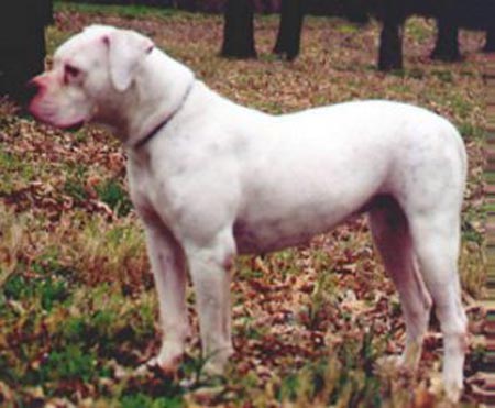 Peeler's Sugar Georgia (AB) | Olde English Bulldogge 