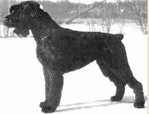 Famulus Abrakadabra | Giant Schnauzer 