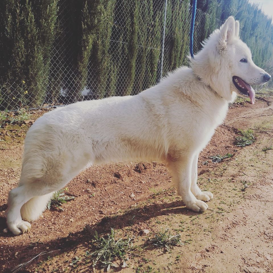 Max de Reyes del endrinal | White Swiss Shepherd Dog 