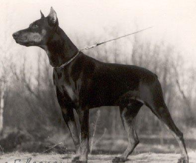 Ali v. Felseneck | Black Doberman Pinscher