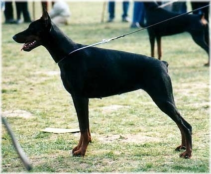 Feliadae v. Residenzschloss | Black Doberman Pinscher