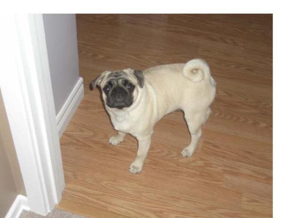 Bickford,s Wilbur | Pug 