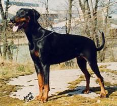 A'Dreams Roanka | Black Doberman Pinscher