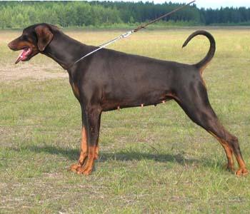 A'Vau L'Eau Celebree | Brown Doberman Pinscher