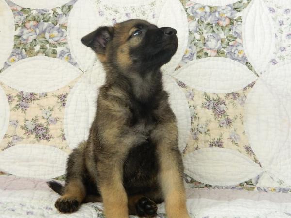 Avello Von Meine Grauen Mädchen | German Shepherd Dog 