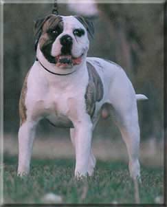 Hosfelt's Hawkeye | American Bulldog 