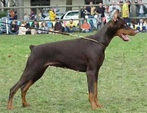 Fabiola v. Residenzschloss | Brown Doberman Pinscher