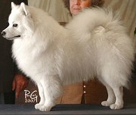 Kort-Mar Alpine Ragin' Kajin | American Eskimo Dog 