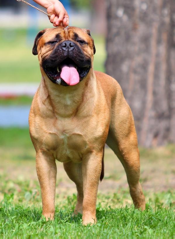 Grand Canis Pamir Mak | Bullmastiff 