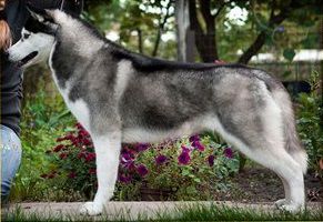 Champagne Diamond Crystal Of Victory | Siberian Husky 