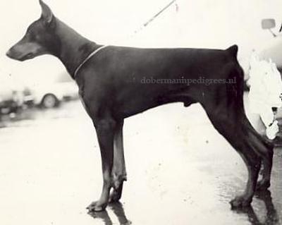 Hertog Bonny v. Manensheide | Black Doberman Pinscher