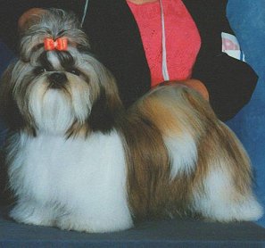 Seafal Southern Belle | Shih Tzu 