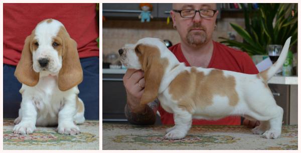 Chari Chari Lady Vejas Gluosniuose | Basset Hound 