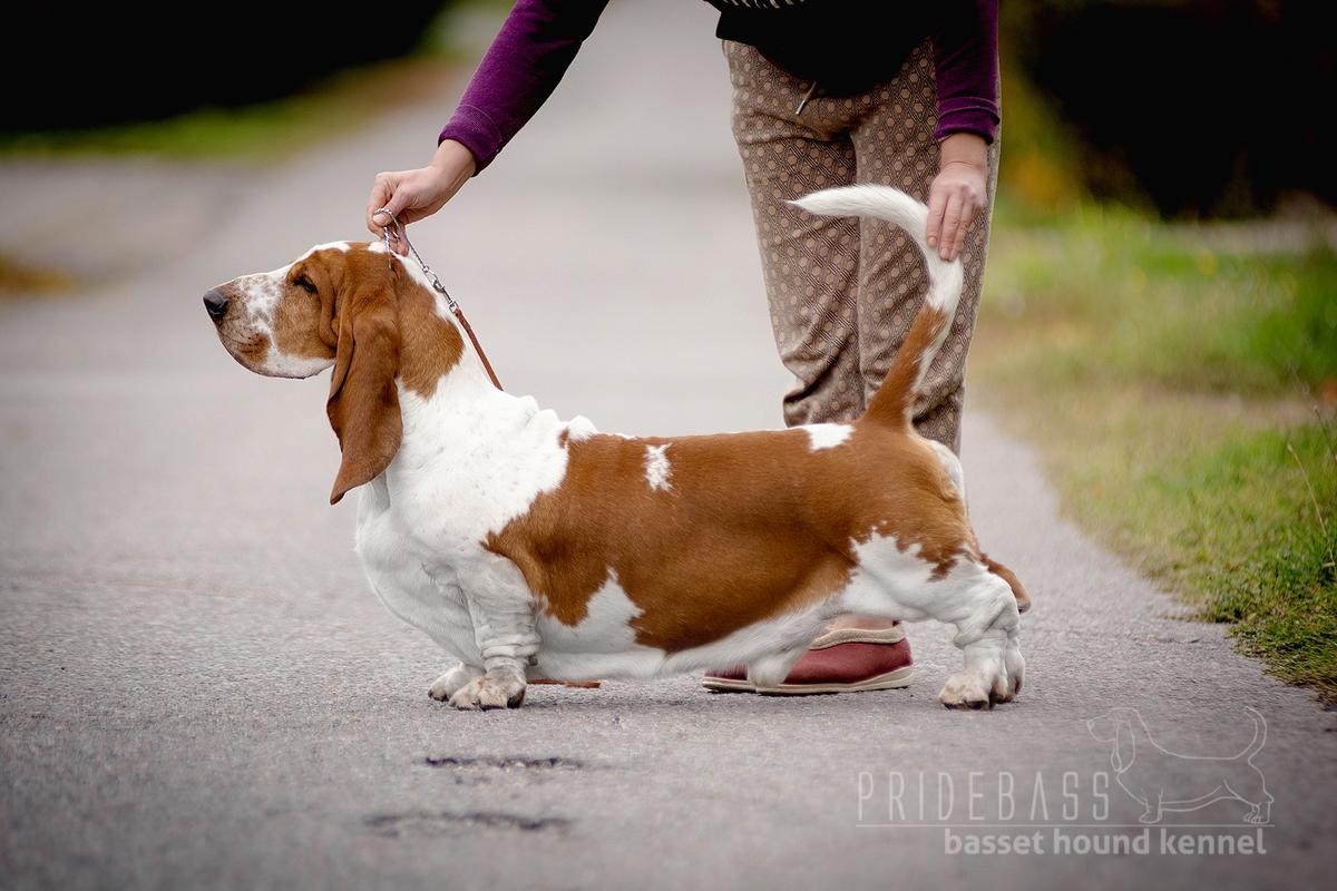 Pridebass Messenger For Heart | Basset Hound 