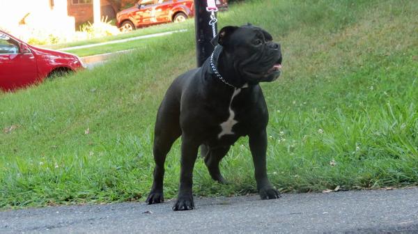 WALKOFF BULLDOGZ'S Kali | Olde English Bulldogge 