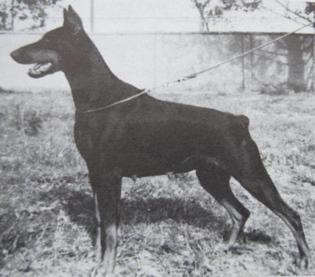 Esther Ezra v. Diaspora | Brown Doberman Pinscher