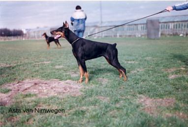 Asta v. Nimwegen | Black Doberman Pinscher