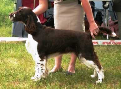 Foxberryhills Air Of Spring | English Springer Spaniel 