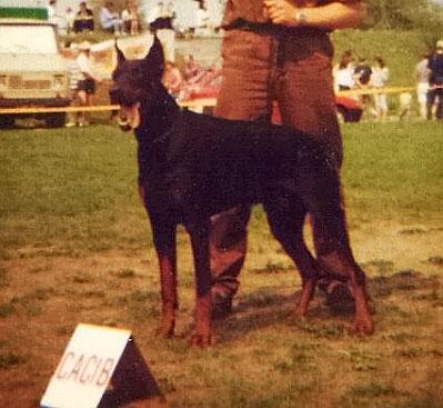 Zoltan z Padoku | Black Doberman Pinscher