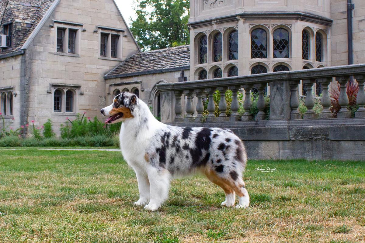 Shadomoons Just Minding My Own Business | Australian Shepherd 