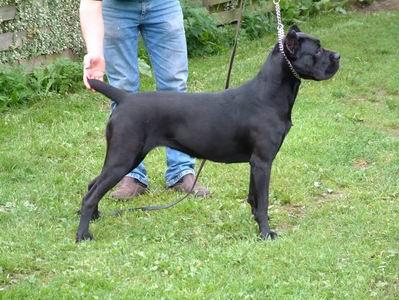 Luna (LIR00/46976) | Cane Corso 