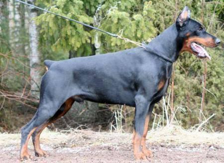 Ero'Guerro de Grande Vinko | Black Doberman Pinscher