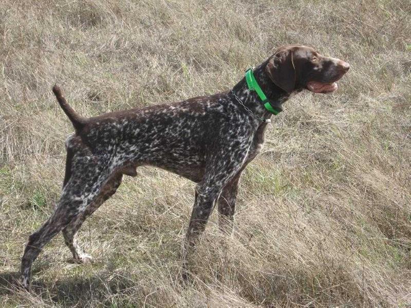 G-Palhacinho Da Quinta Da Maralha | German Shorthaired Pointer 