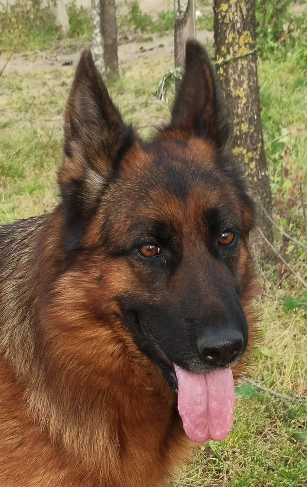 Belen degli Achei (2017) | German Shepherd Dog 