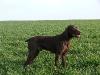 Paco de la Mare a Pilar | German Shorthaired Pointer 