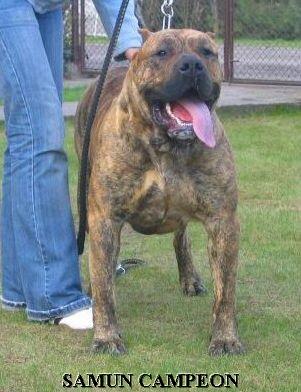Samun Campeon | Perro de Presa Canario 