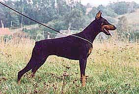 Ester Dobgar | Black Doberman Pinscher