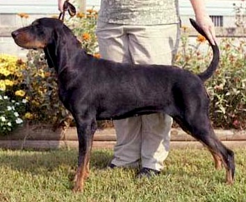 Rockytop Black Minx | Black and Tan Coonhound 