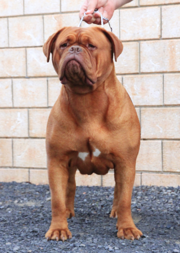 Sandahurr She's A Tumchie | Dogue de Bordeaux 