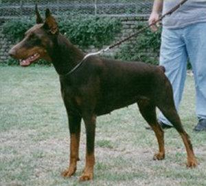 Brunilde del Palatino | Brown Doberman Pinscher