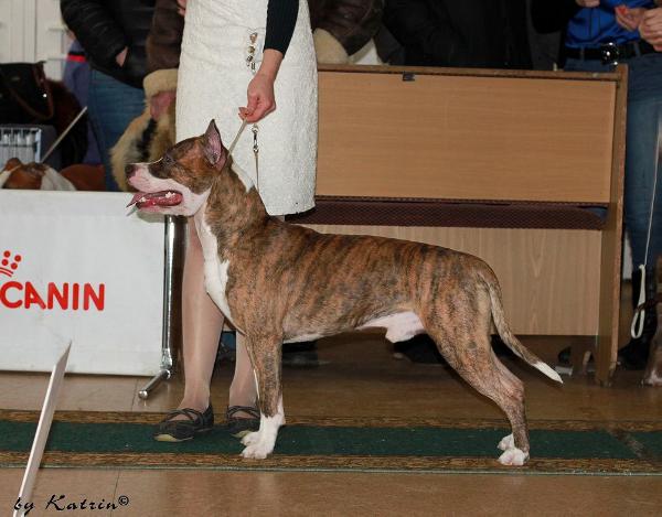 Chebens Tebel Chikano Style | American Staffordshire Terrier 