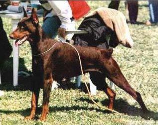 Arienne della Lungara | Brown Doberman Pinscher