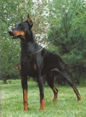 Helon v. Franckenhorst | Black Doberman Pinscher