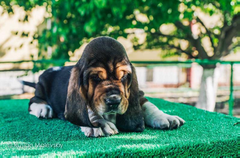 Augustus Caeser City Hound | Basset Hound 