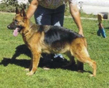 Irka von den Hanfstucken | German Shepherd Dog 