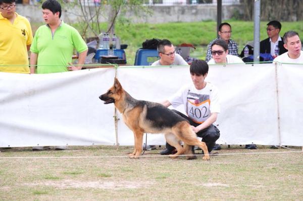 Cicely vom General | German Shepherd Dog 