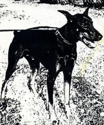 Gunthersforst Goliath | Black Doberman Pinscher