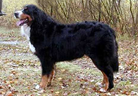 Britt van Bangaïs | Bernese Mountain Dog 